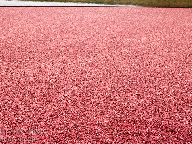 Lake Nokomis Cranberry Farm