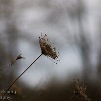 IMG_1193