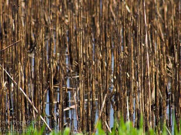 Moraine Hills Late April 2015