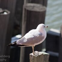 IMG_0737